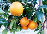 Ça va bien pour les  oranges...