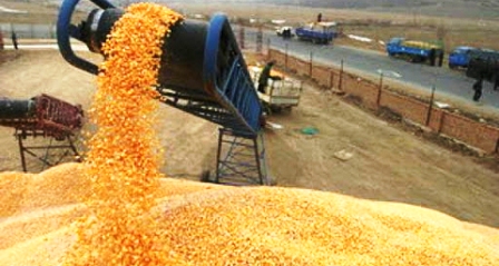 Le Maroc importera un million de tonnes de blé tendre d'ici fin mai