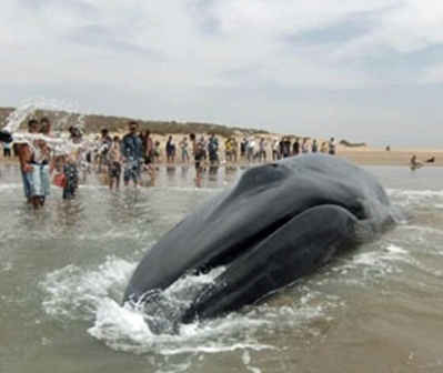 Maroc: une baleine de 15 tonnes rejetée par la mer près de Safi