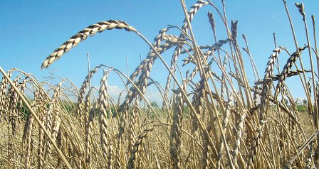 Les importations de céréales : 59 millions de quintaux à fin mai