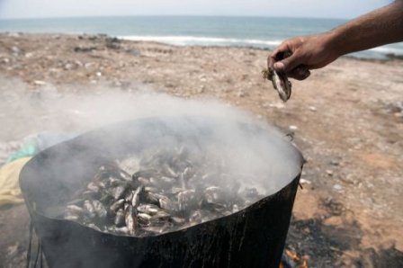 Le braconnage du littoral au Maroc menace l’écosystème marin
