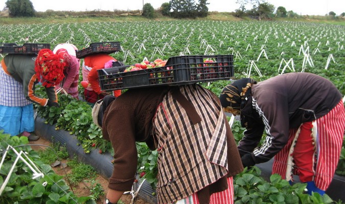 Départ en avril des ouvrières agricoles bénéficiaires de permis de travail en Espagne