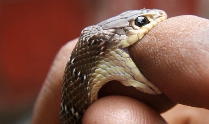 Piqûres de scorpion et morsures de serpent : les conseils du ministère de la Santé