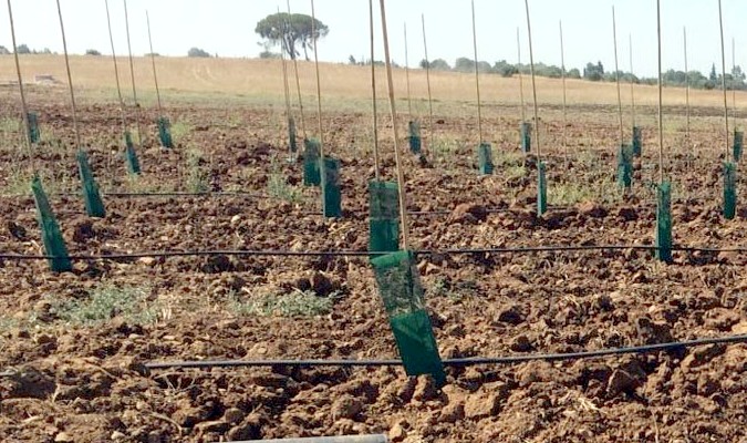 Oujda-Angad: Lancement d’un projet de plantation de 300 ha d’oliviers