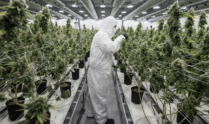 Comment le marché du cannabis apporte des milliards de dollars a l'économie américaine