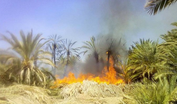 Palmeraie de Tata: lancement d'un programme de reconstitution pour les 80 hectares touchés par le feu