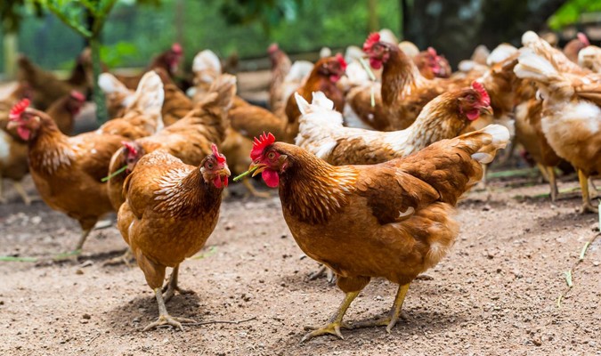 La flambée des prix du poulet résulte d'une baisse significative de l'offre