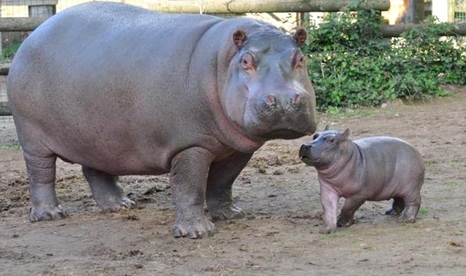 Première naissance d’un hippopotame au Jardin zoologique national de Rabat