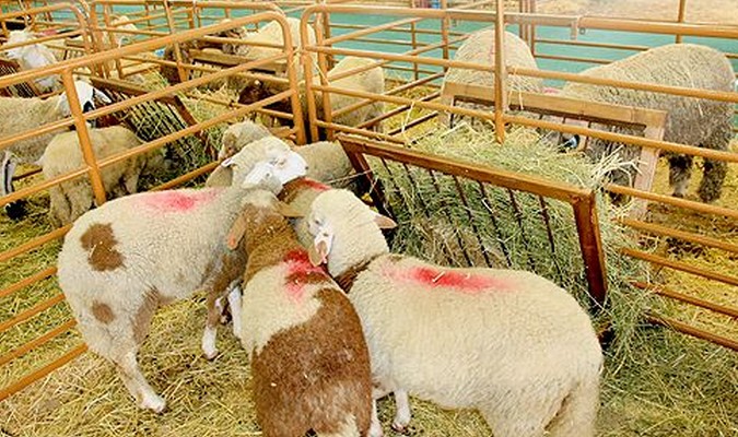 Rich: Lancement d’une opération d’enregistrement des unités d’élevage des ovins et caprins destinés à l’abattage pendant Aid Al-Adha