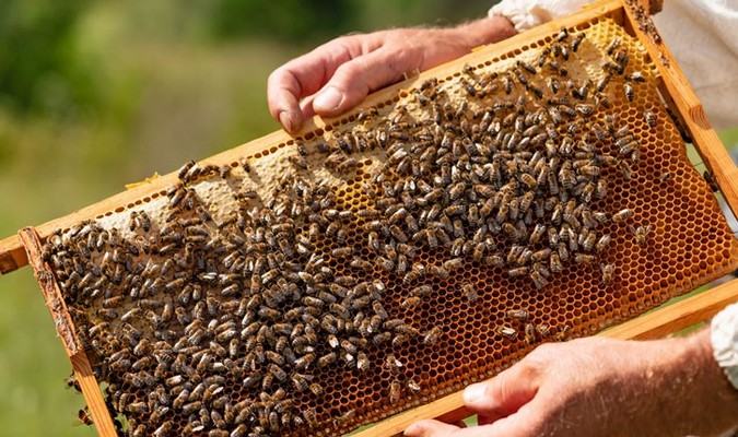 Disparition des abeilles dans certaines régions: la piste d'une maladie écartée par l'ONSSA