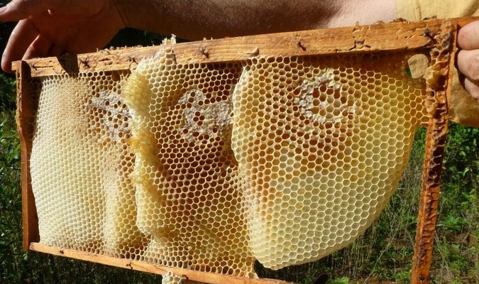 Disparition des colonies d'abeilles: Un programme spécial pour soutenir les apiculteurs touchés